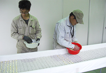 ひげにんにく栽培風景