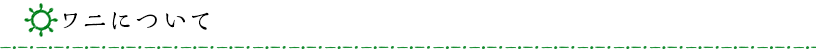 ワニについて