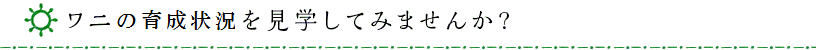 ワニ飼育を見学してみませんか