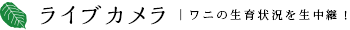 ライブカメラ | ワニの生育状況を生中継！